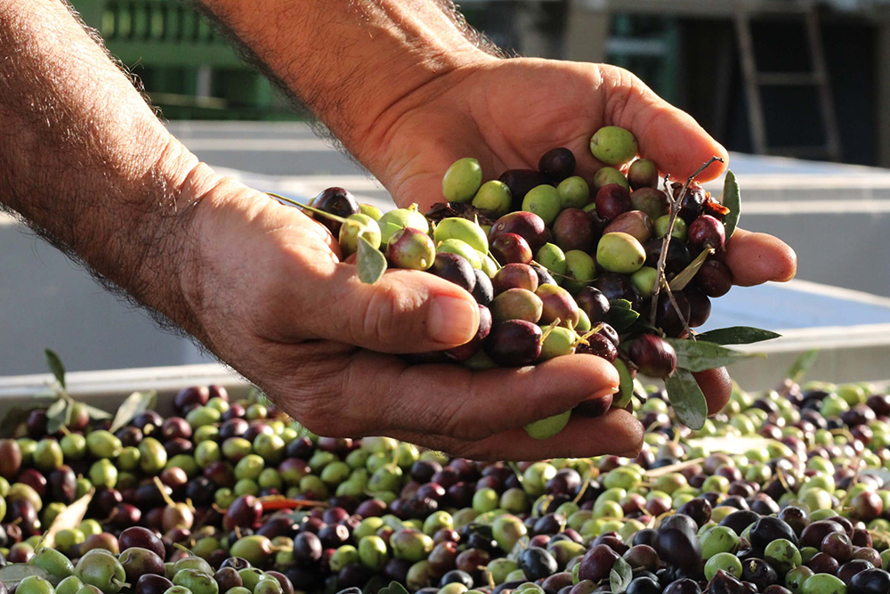 Degustazione “olio nuovo”